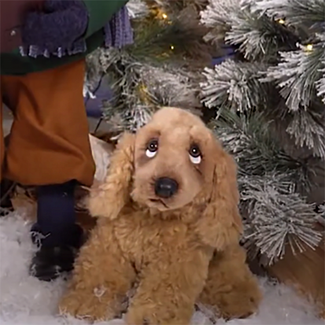 Cocker spaniel - Sitting