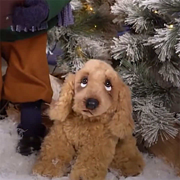 Cocker spaniel - Sitting