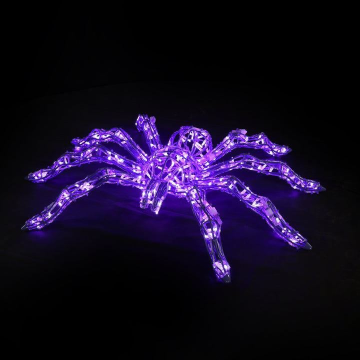 Spiders