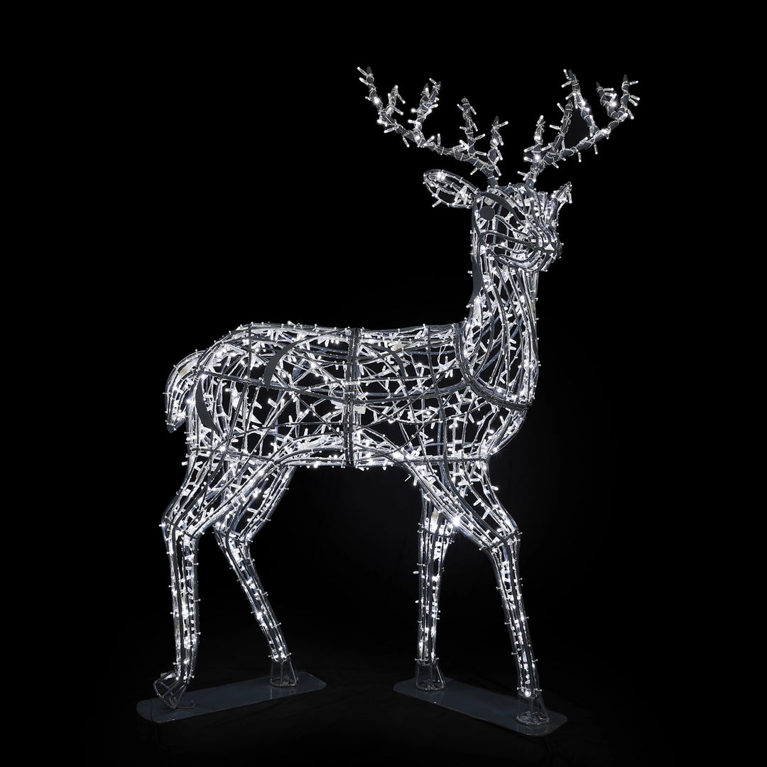 Deer Family, Buck