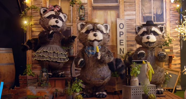 Racoon Western Band