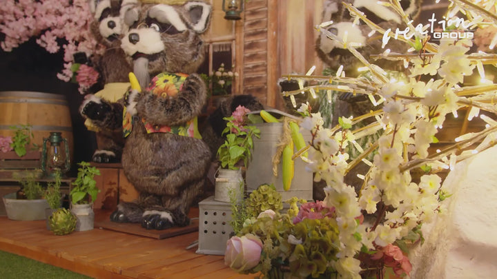 Racoon Western Band