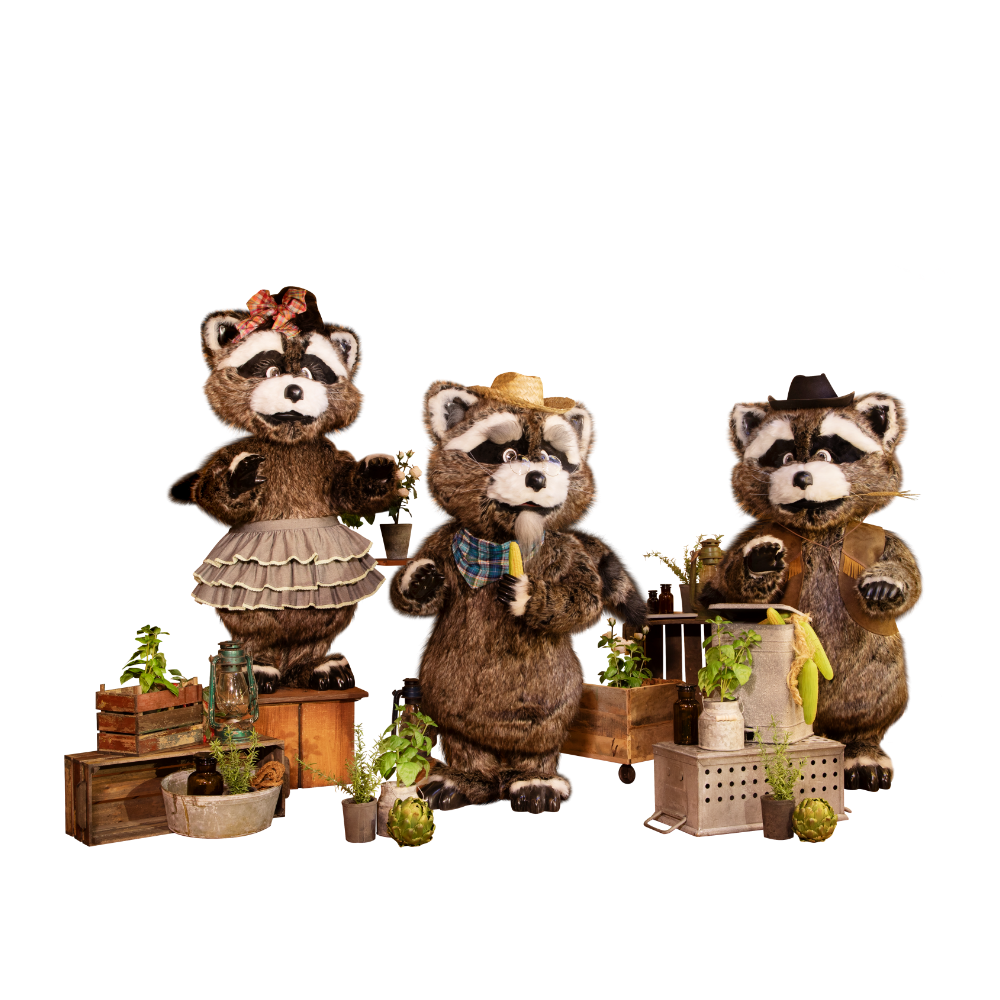 Racoon  Western Band