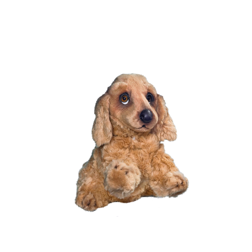 Sitting Cocker Spaniel