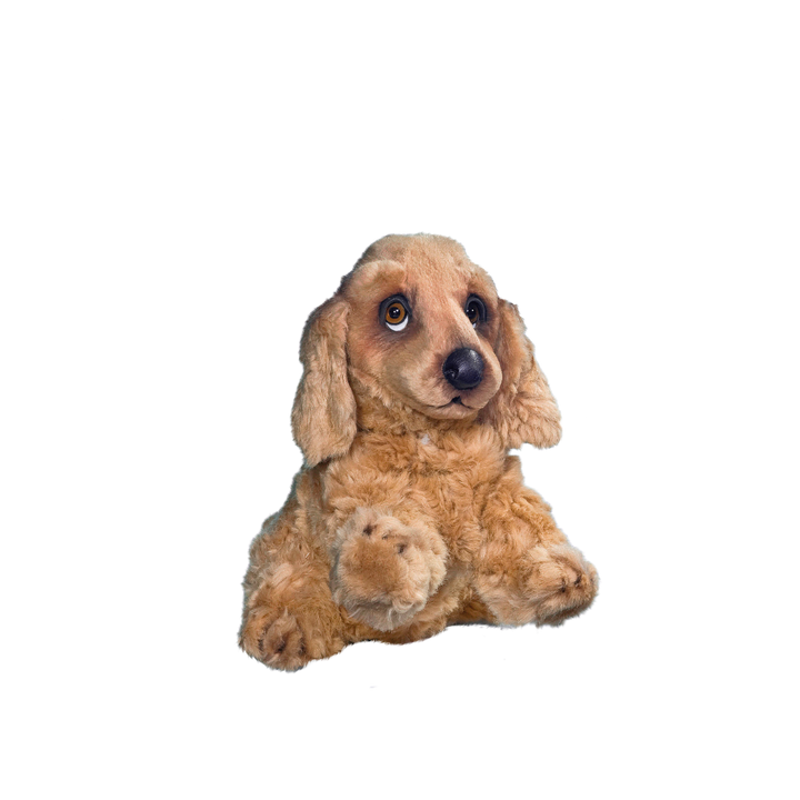Sitting Cocker Spaniel