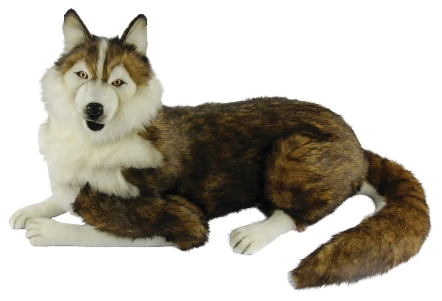 (A) Husky Laying 55cmH