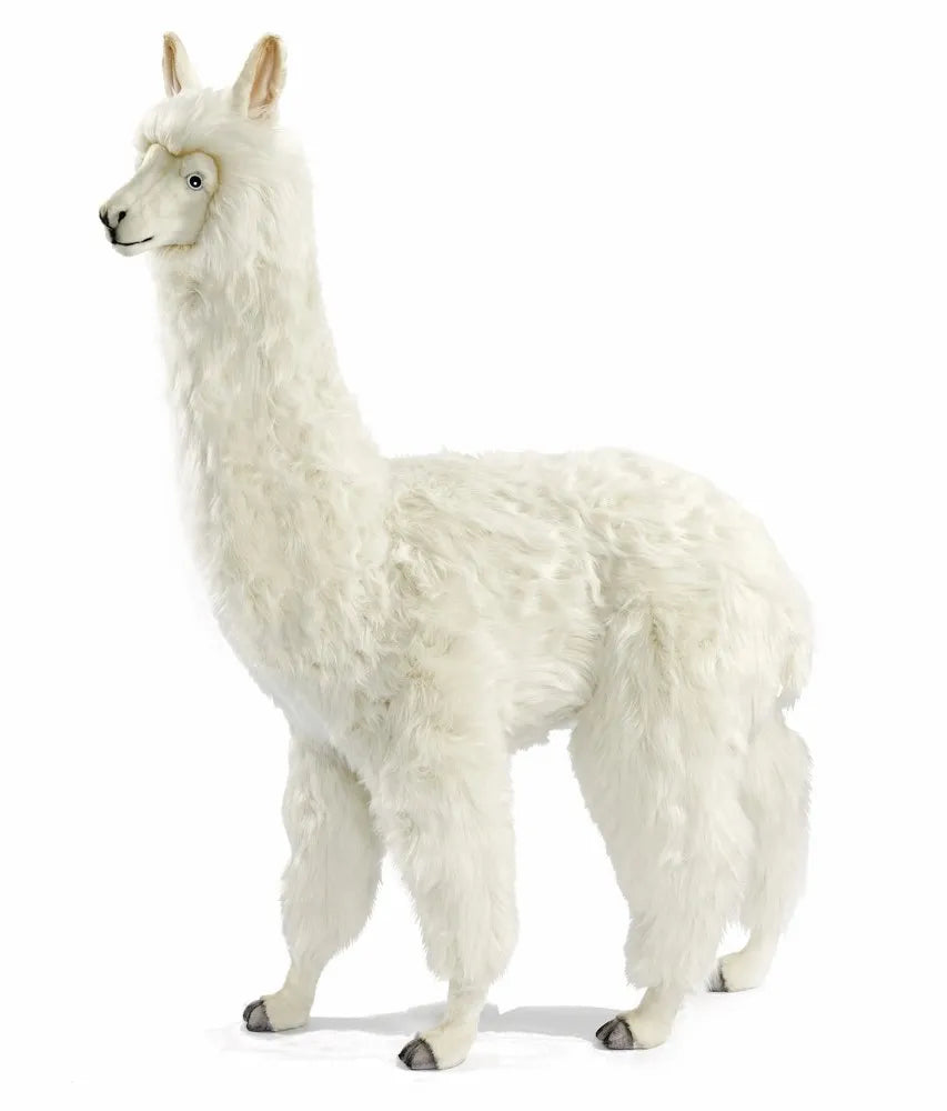 Alpaca 165cmH