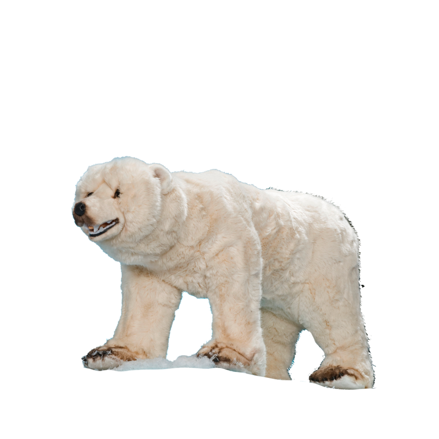 A standing polar bear on all fours